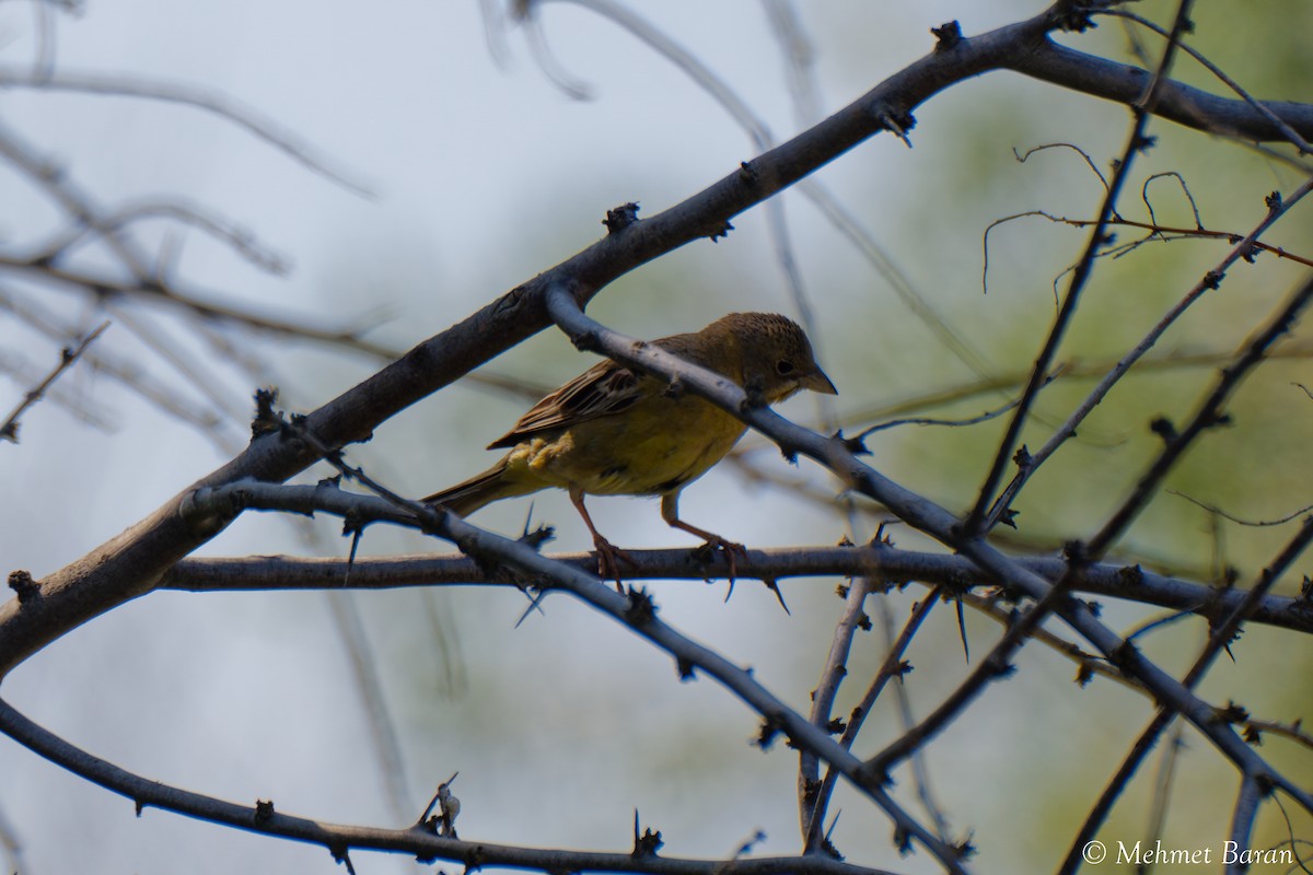 Black-headed Bunting - ML638189602