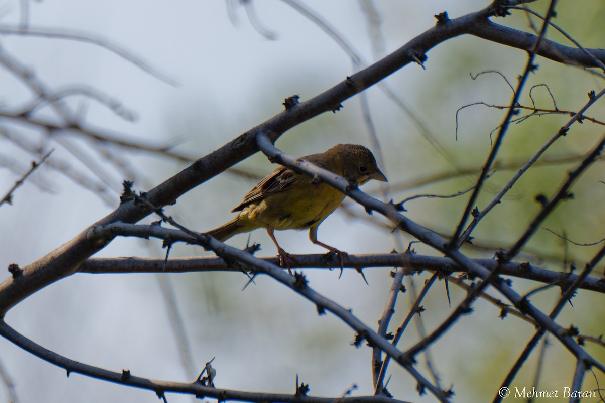 Black-headed Bunting - ML638189603