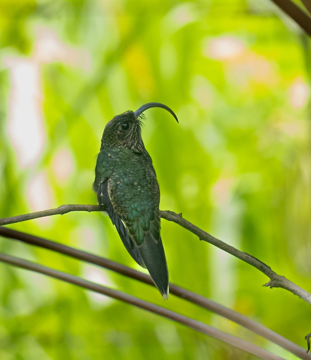 White-tipped Sicklebill - ML638189606