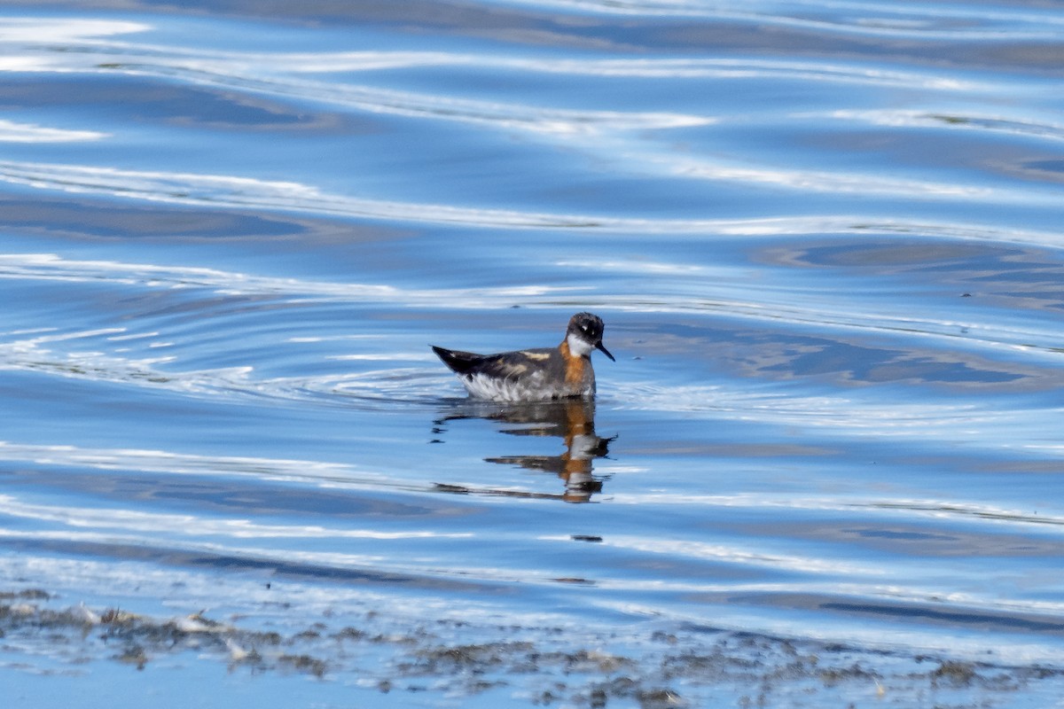 Нарийн сэлээхэй - ML638189608