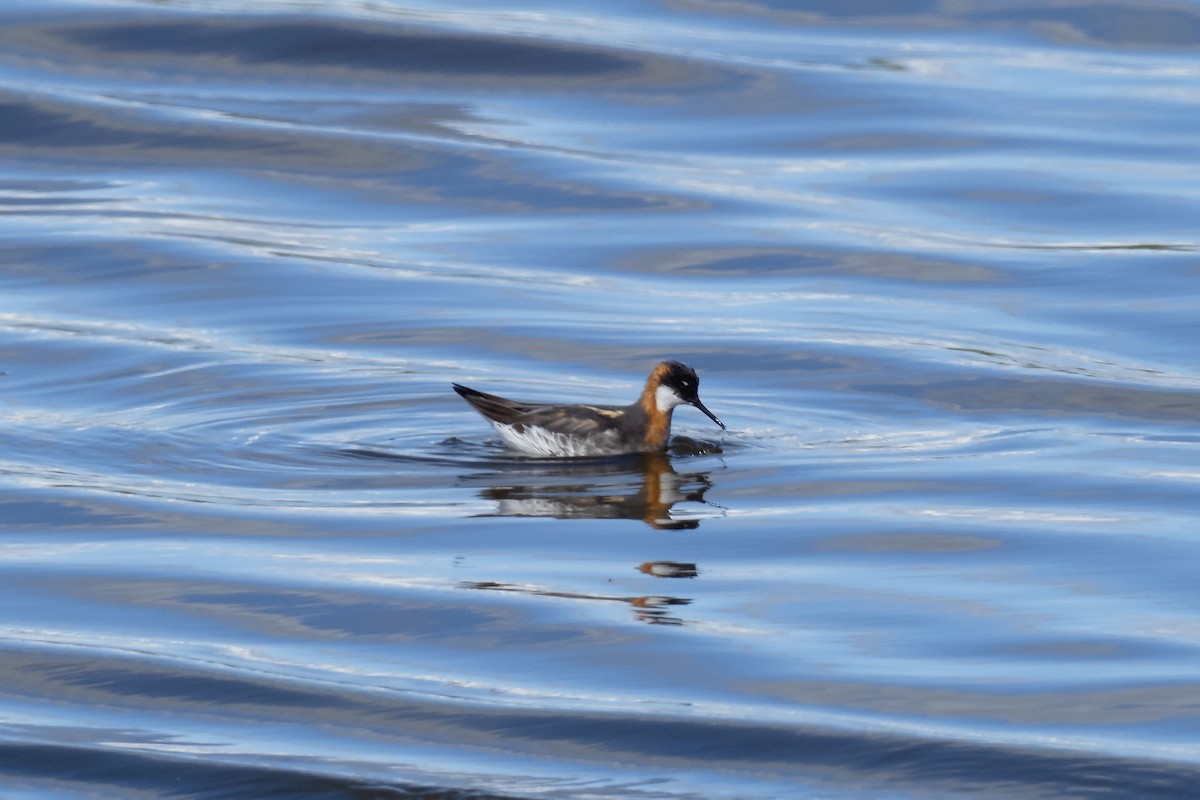 Нарийн сэлээхэй - ML638189609