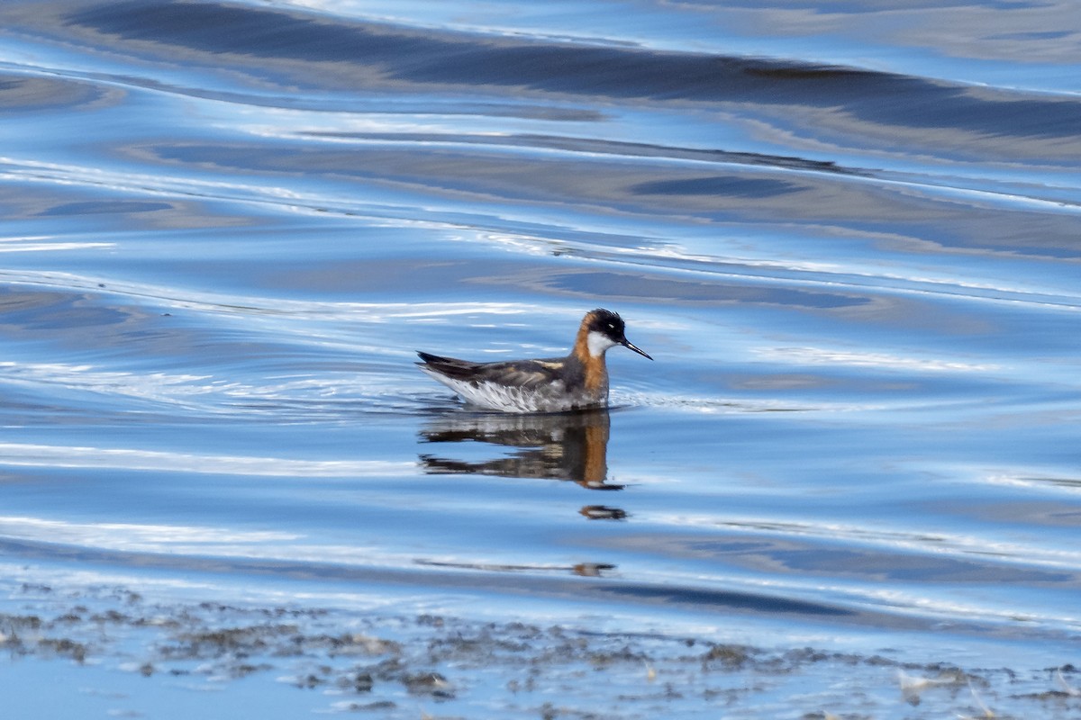 Нарийн сэлээхэй - ML638189610
