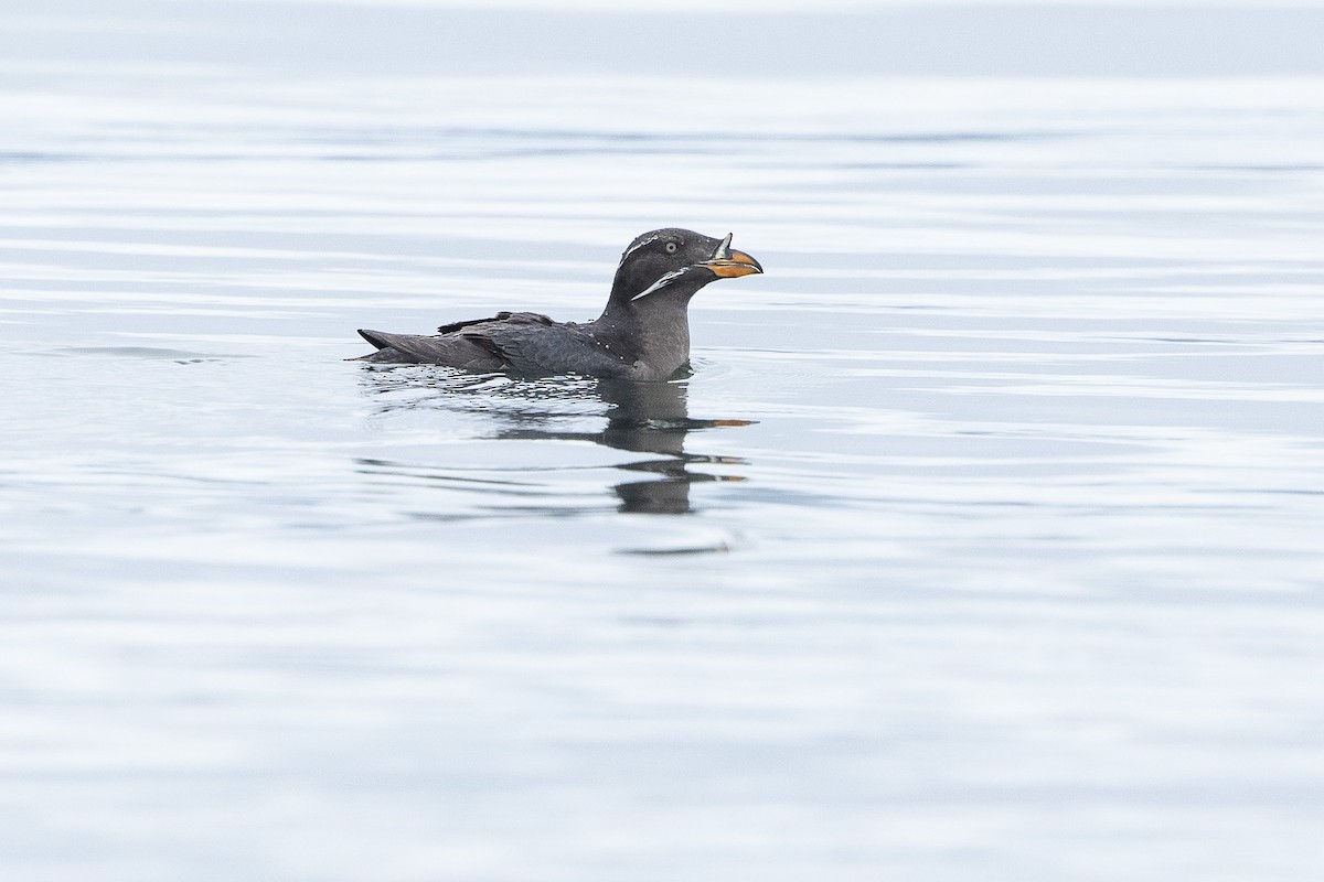 Rhinoceros Auklet - ML638189621