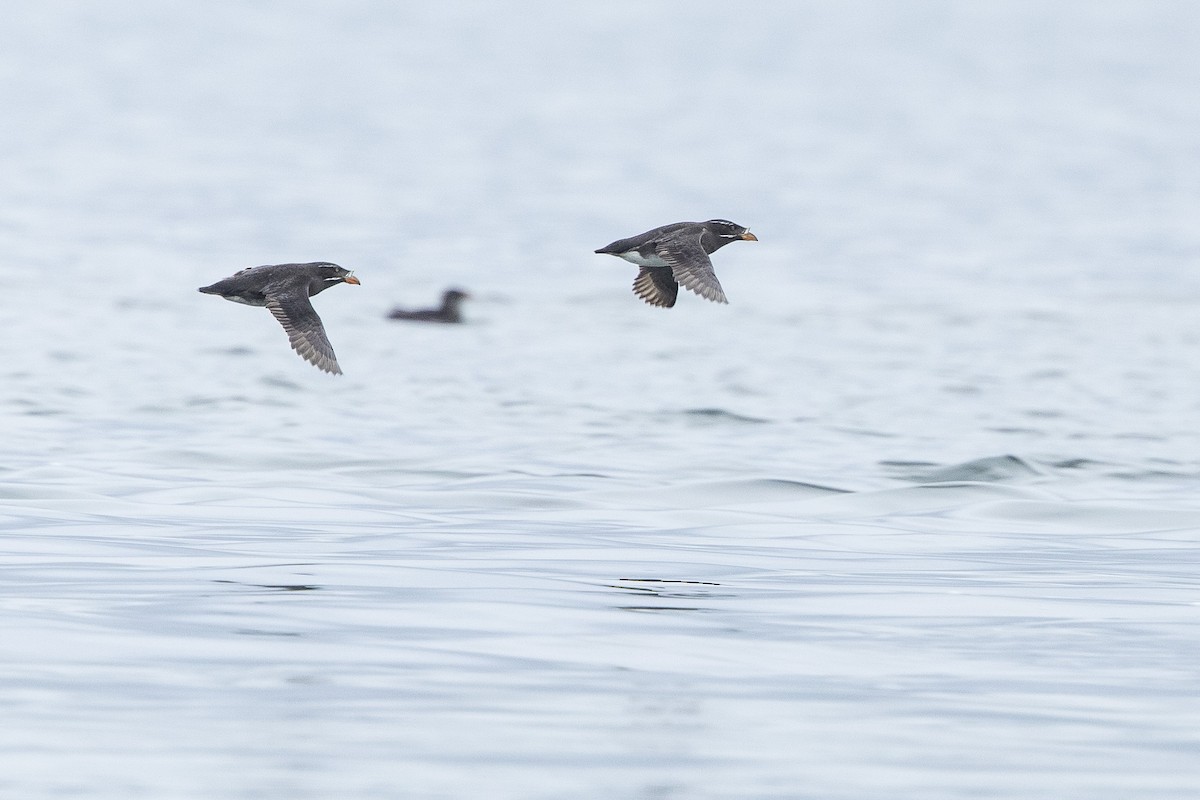 Rhinoceros Auklet - ML638189622