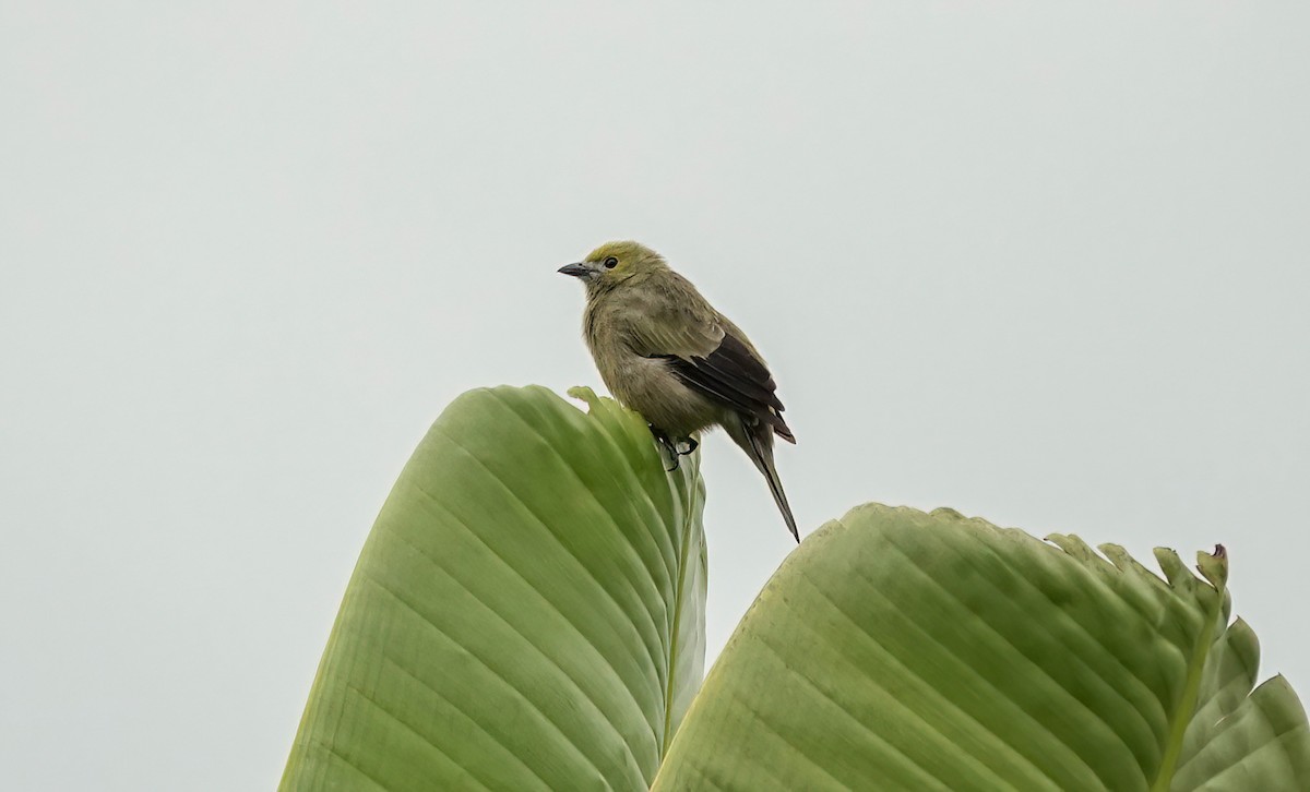Palm Tanager - ML638189646
