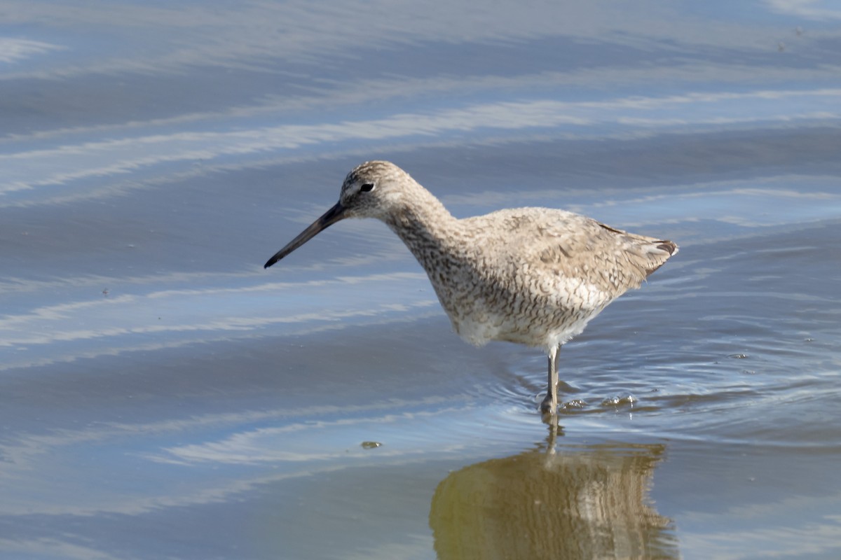 Willet (Western) - ML638189647