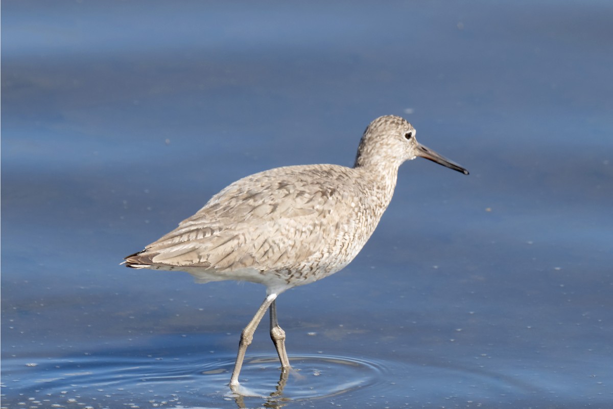 Willet (Western) - ML638189648