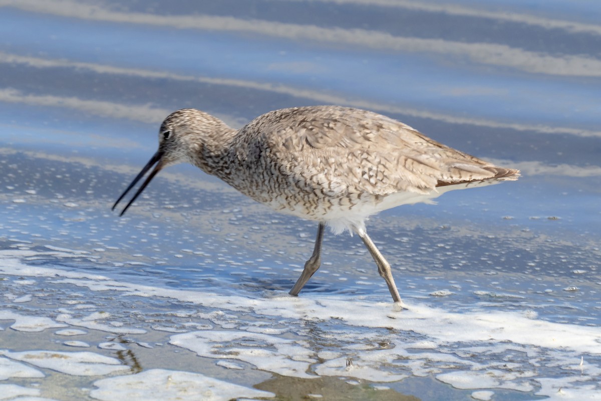 Willet (Western) - ML638189651