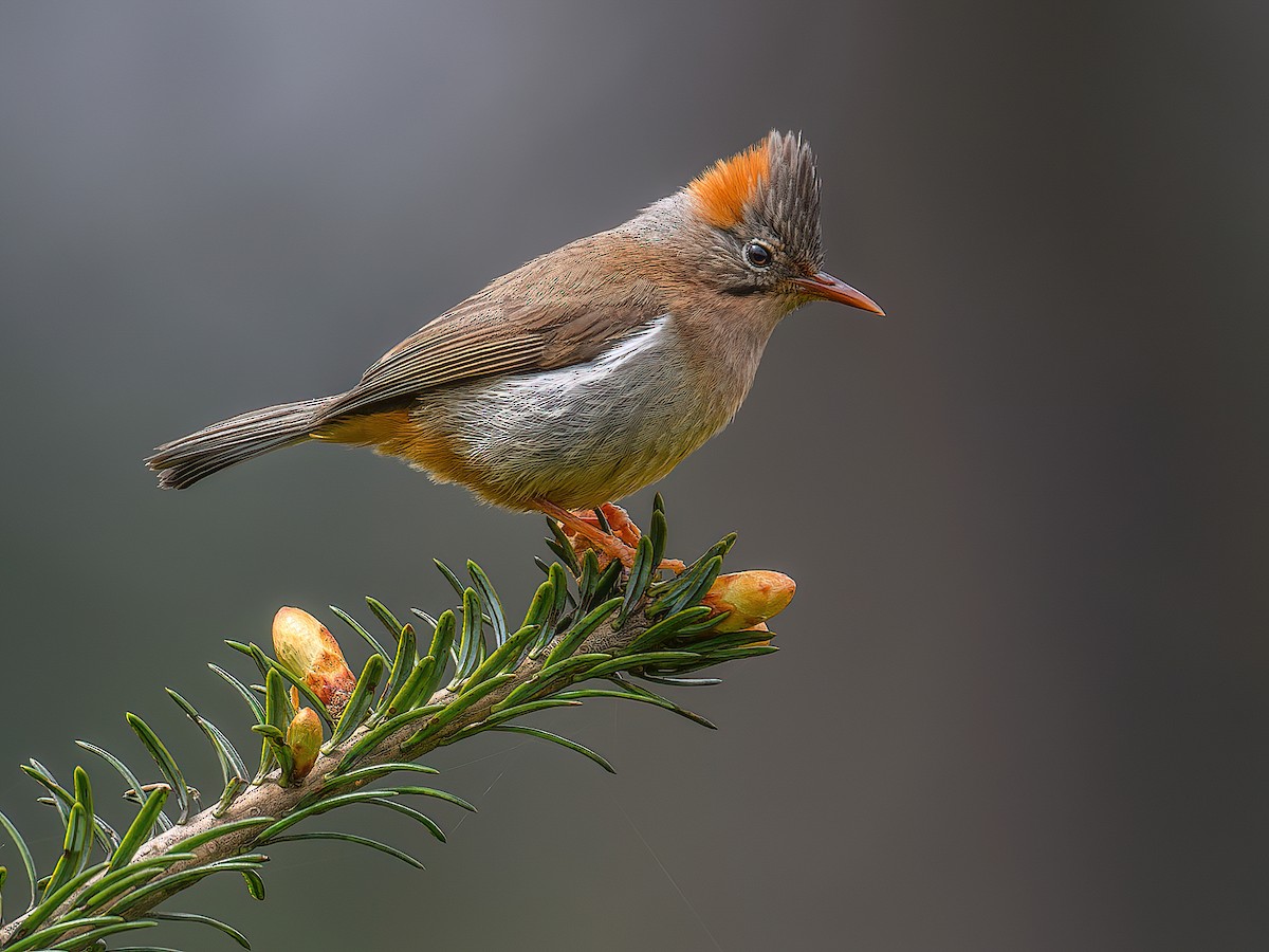 It uslubida tik turgan holda emayotgan yigit surati