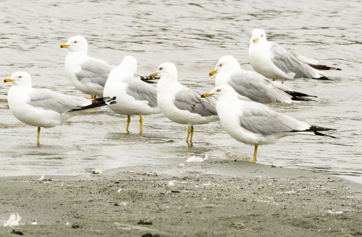 Ring-billed Gull - ML638189669