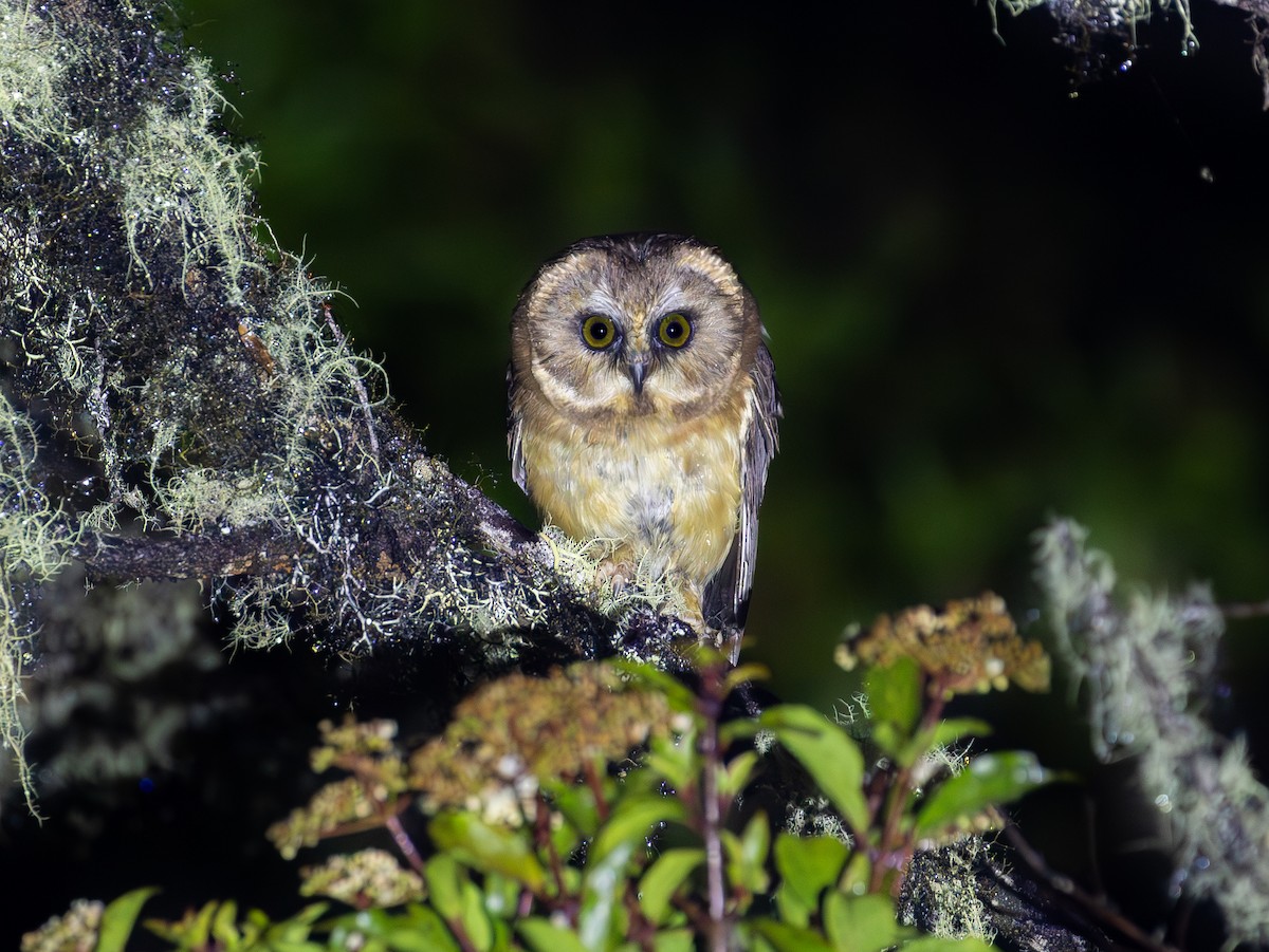 Unspotted Saw-whet Owl - ML638189670