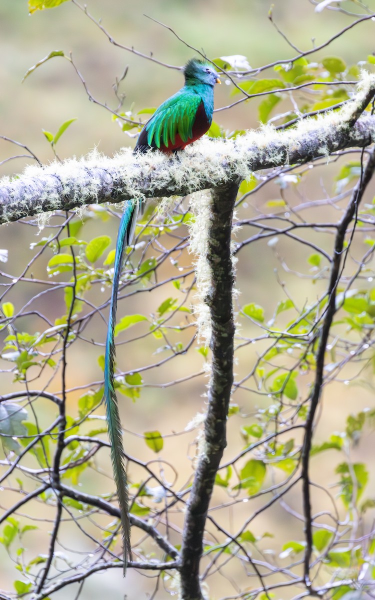 Resplendent Quetzal (Costa Rican) - ML638189680
