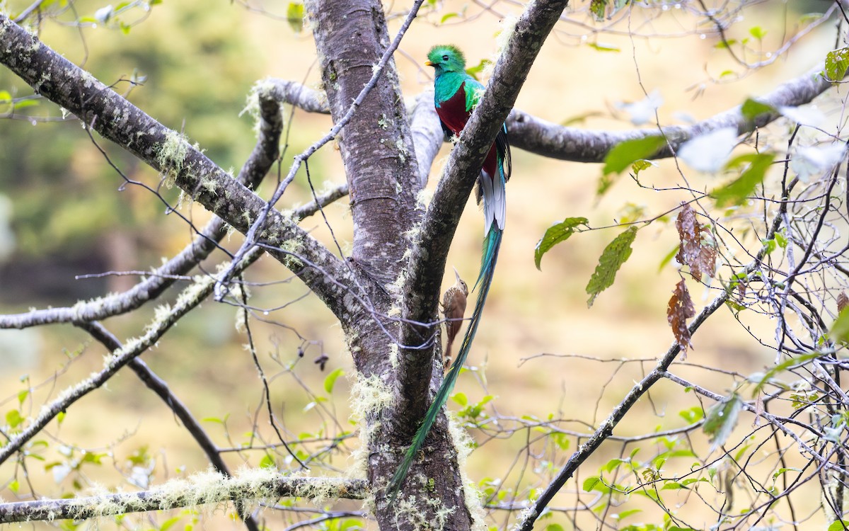 Resplendent Quetzal (Costa Rican) - ML638189683