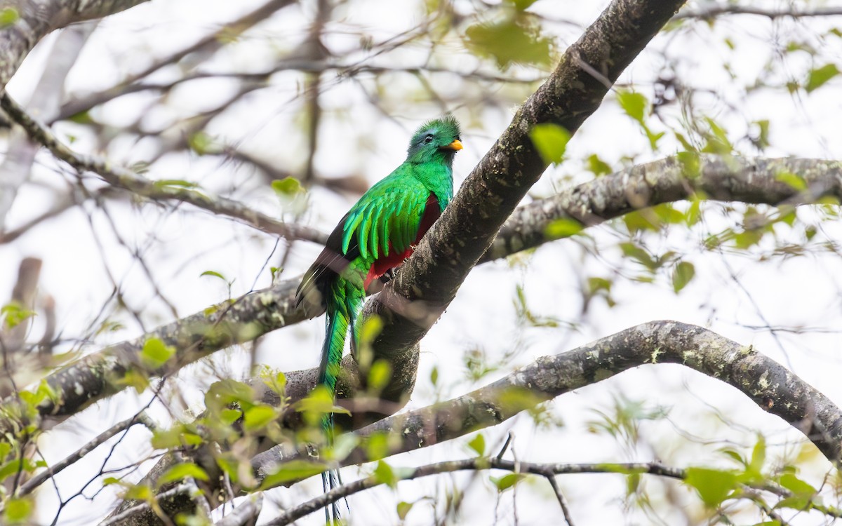 Resplendent Quetzal (Costa Rican) - ML638189689