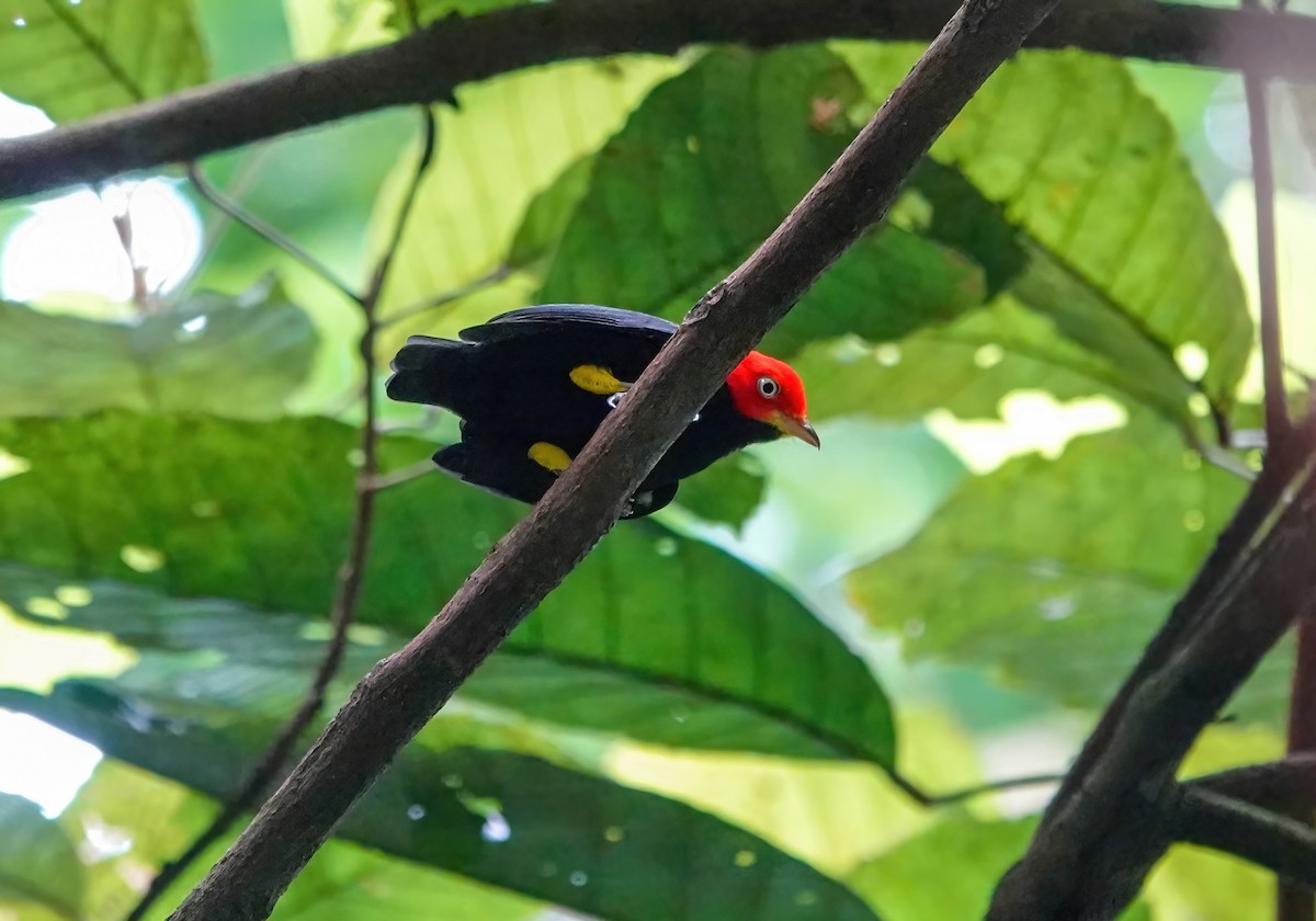 Red-capped Manakin - ML638189692