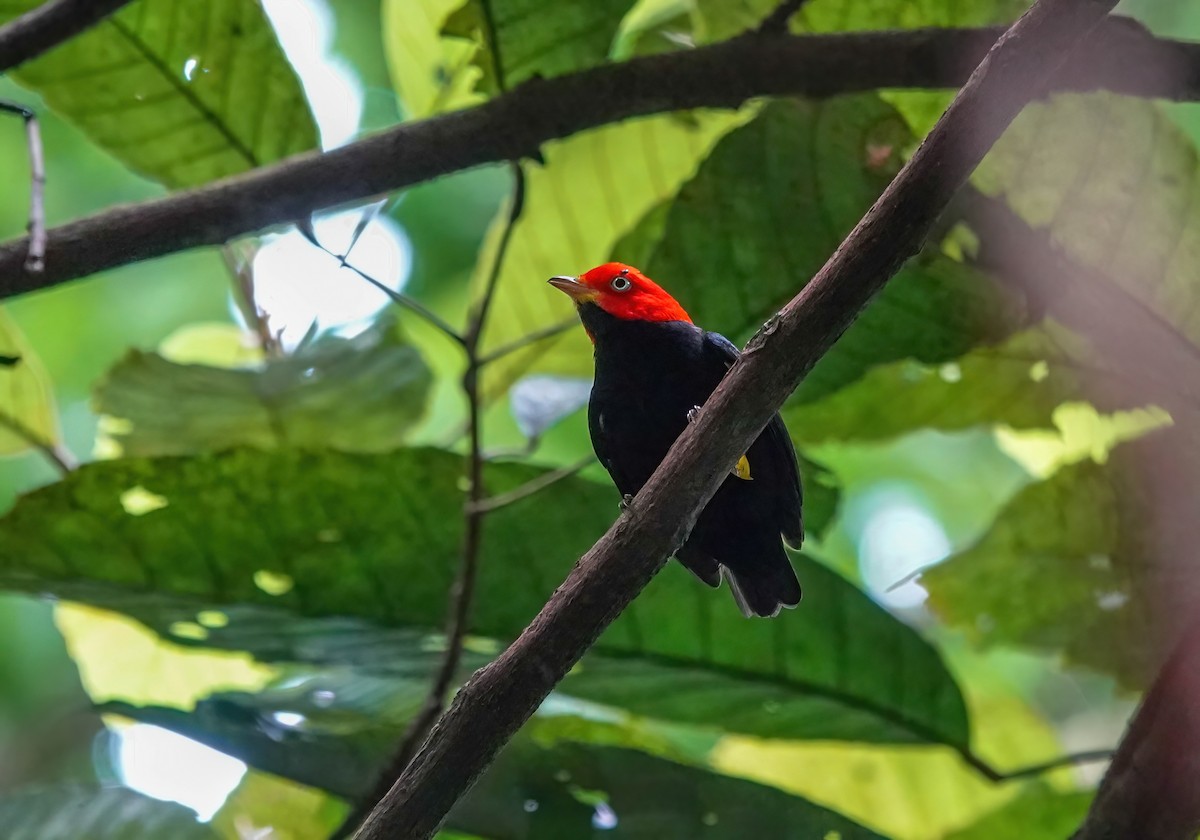 Red-capped Manakin - ML638189696