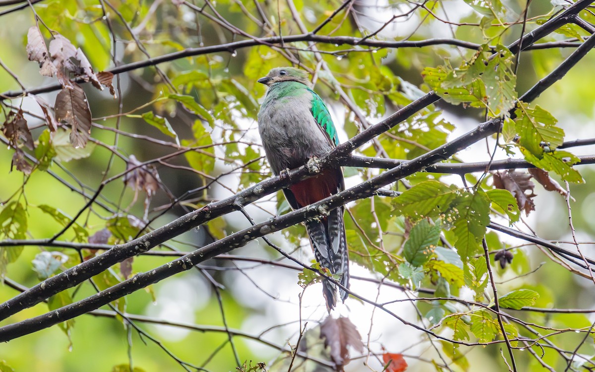 Resplendent Quetzal (Costa Rican) - ML638189700