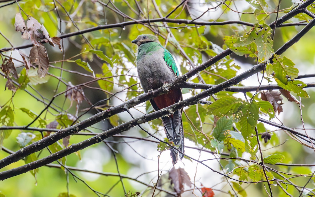 Resplendent Quetzal (Costa Rican) - ML638189701
