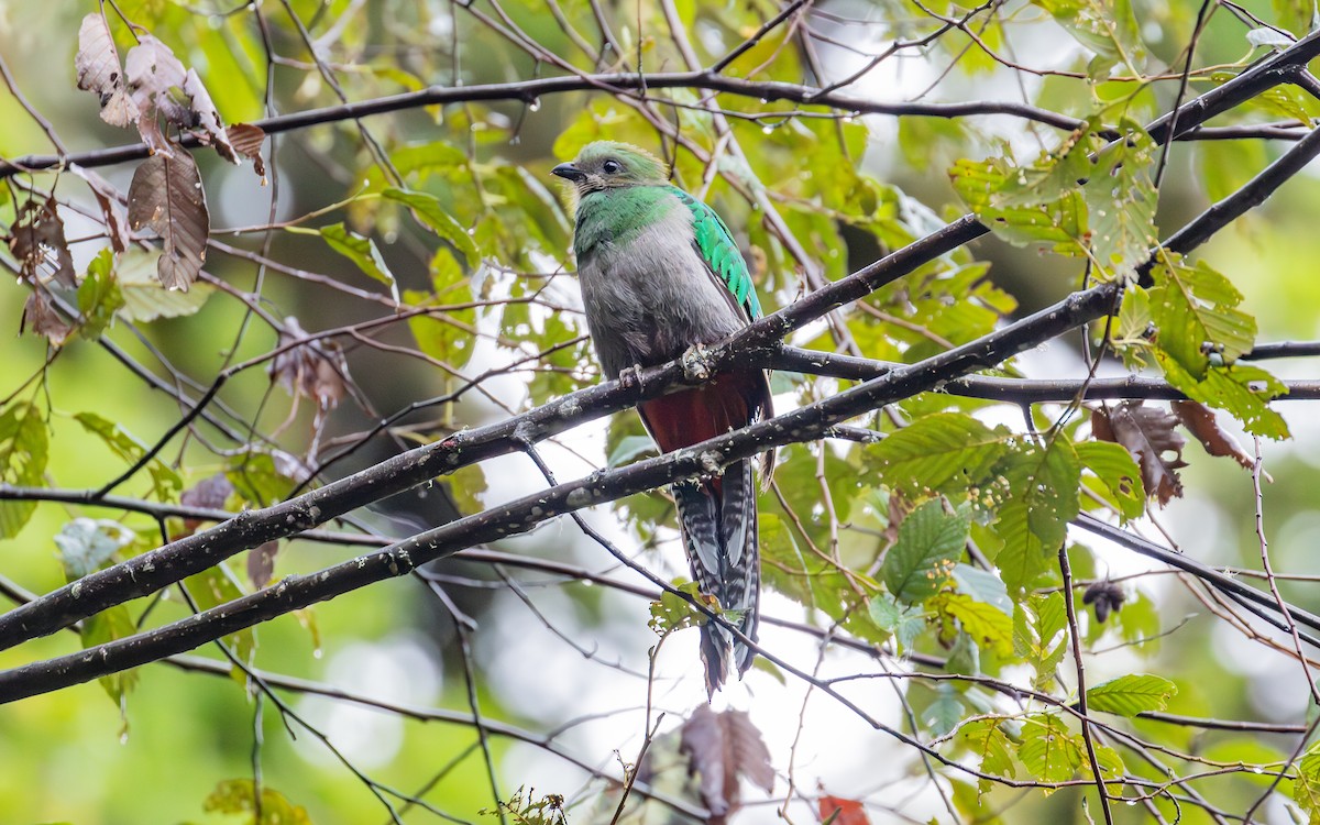 Resplendent Quetzal (Costa Rican) - ML638189702