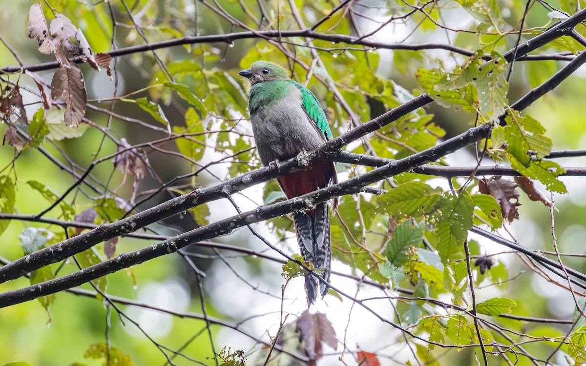 Resplendent Quetzal (Costa Rican) - ML638189703