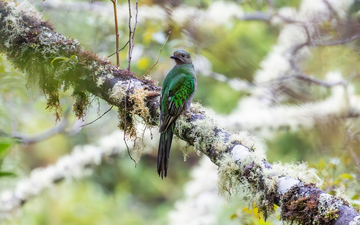 Resplendent Quetzal (Costa Rican) - ML638189706