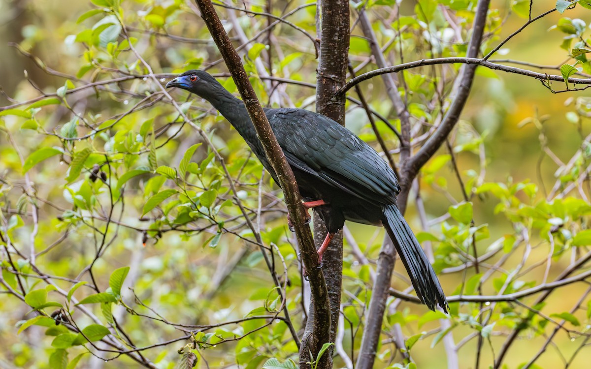 Black Guan - ML638189711