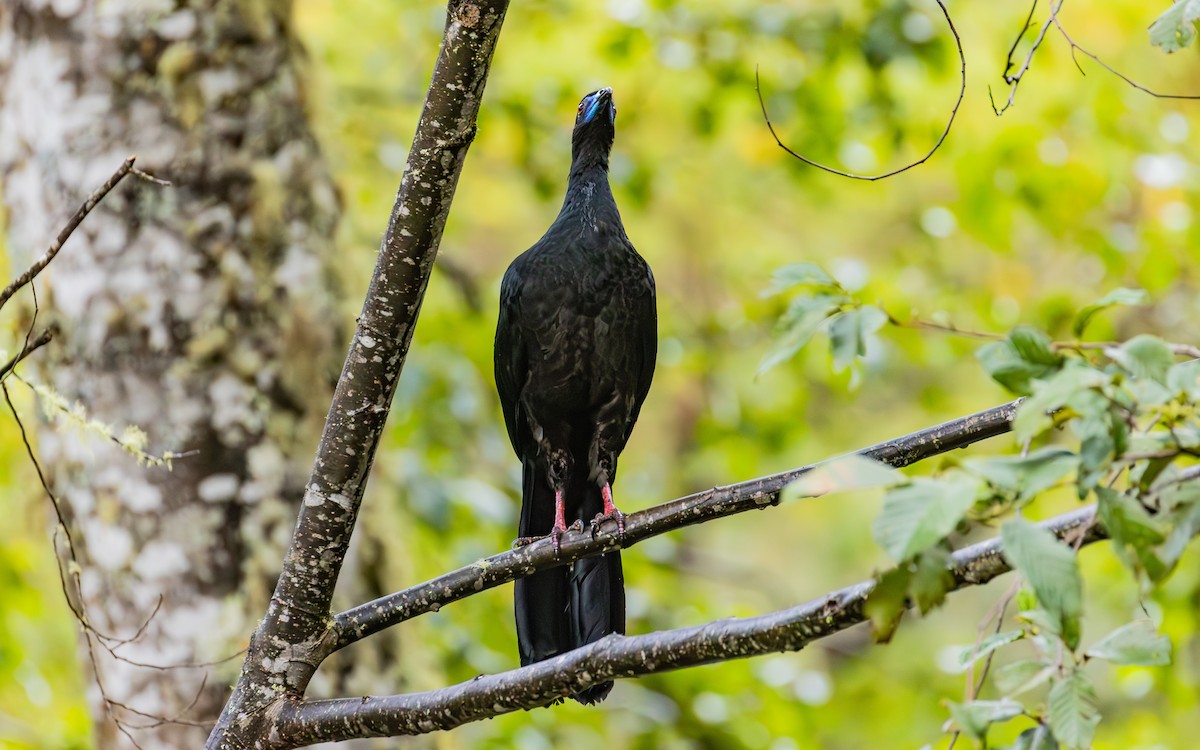 Black Guan - ML638189712
