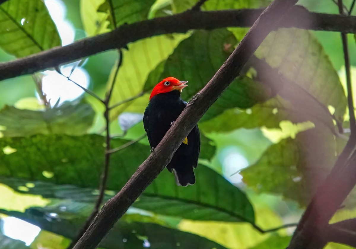Red-capped Manakin - ML638189715
