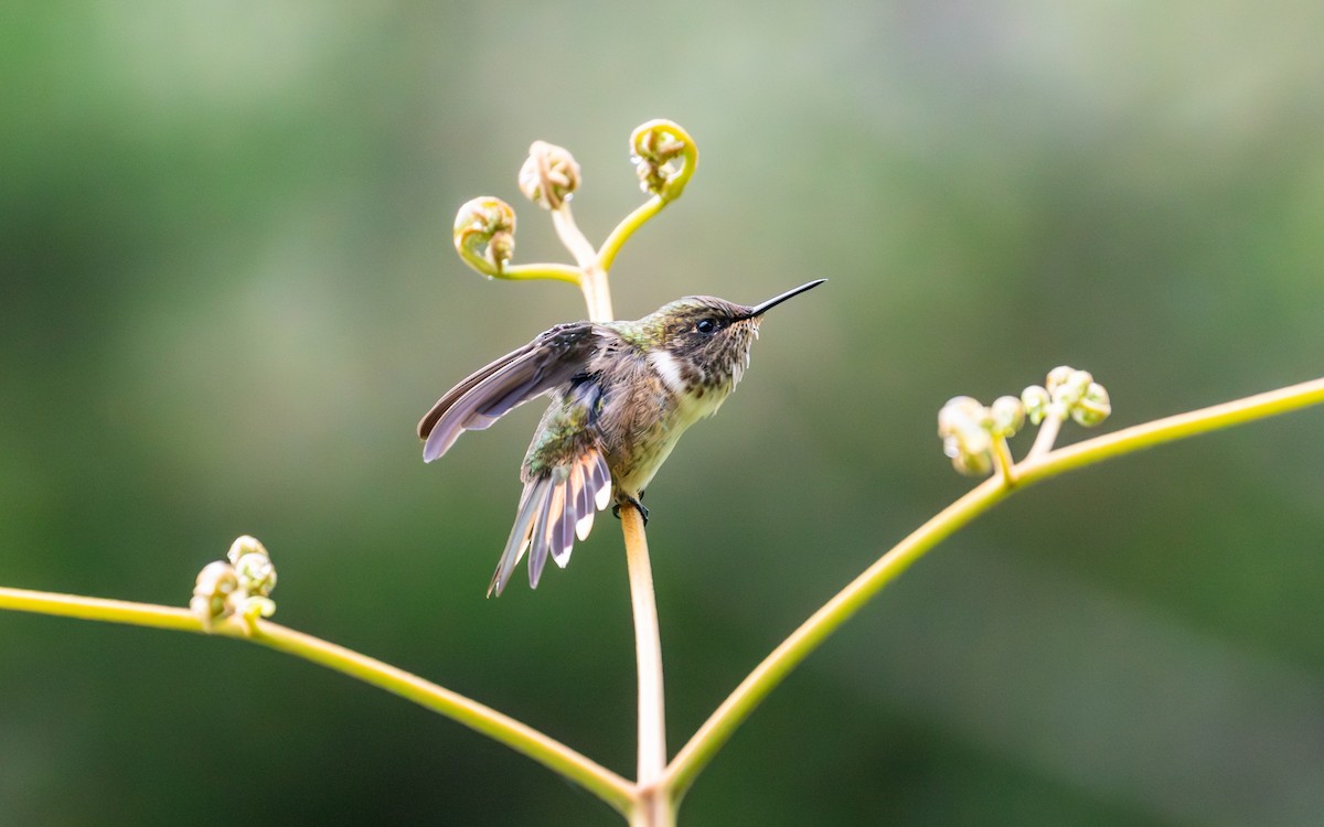 kalypta vulkánová (ssp. torridus) - ML638189717