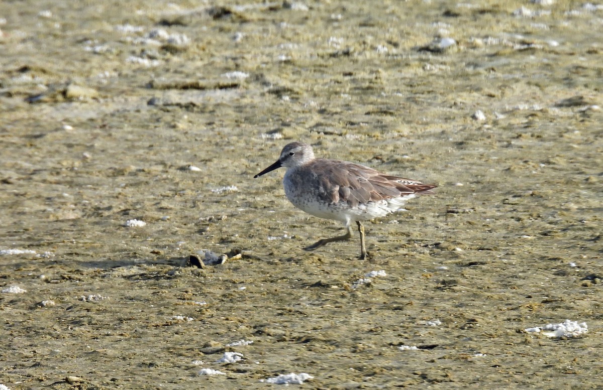 Red Knot - ML638189728