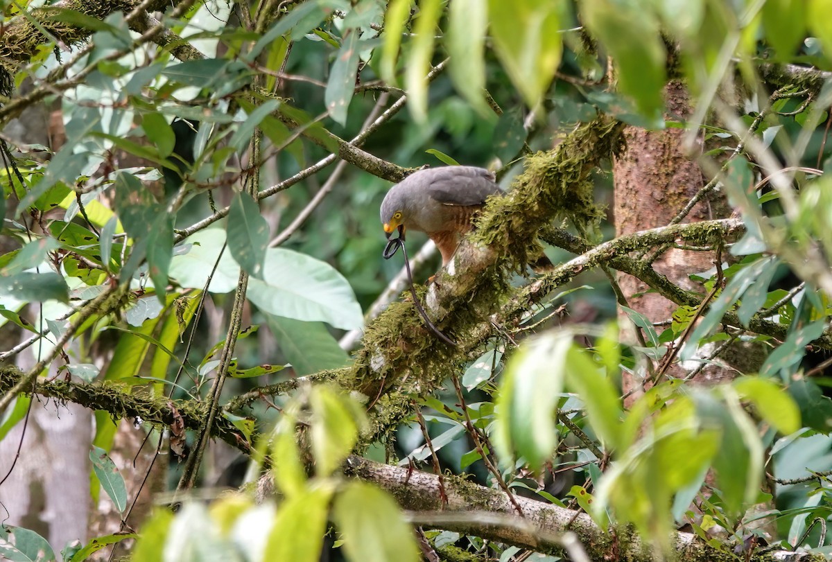 Roadside Hawk - ML638189738