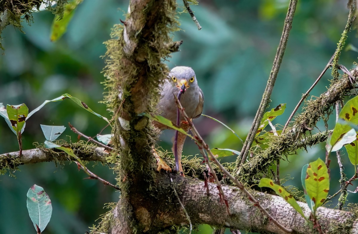 Roadside Hawk - ML638189744