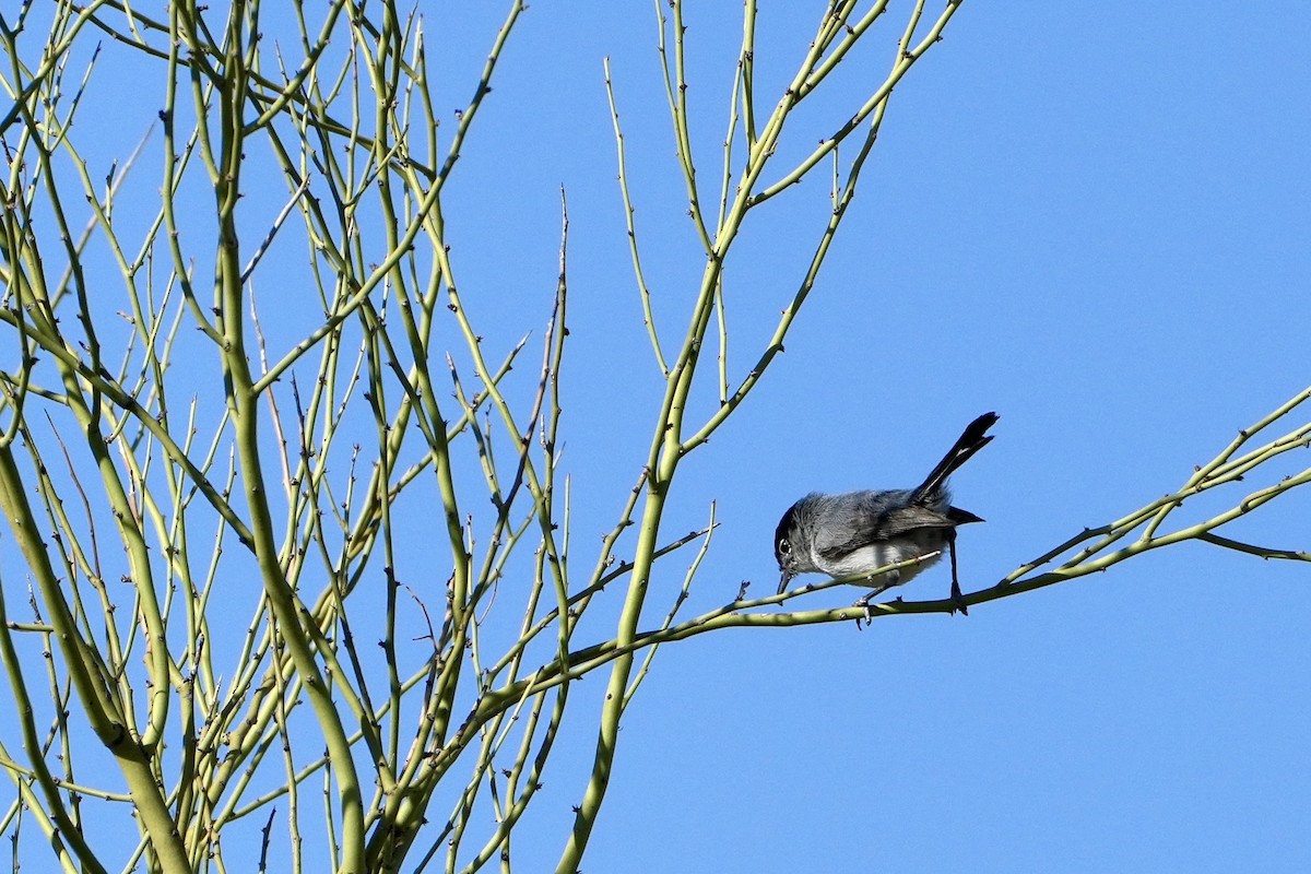 Black-tailed Gnatcatcher - ML638189753