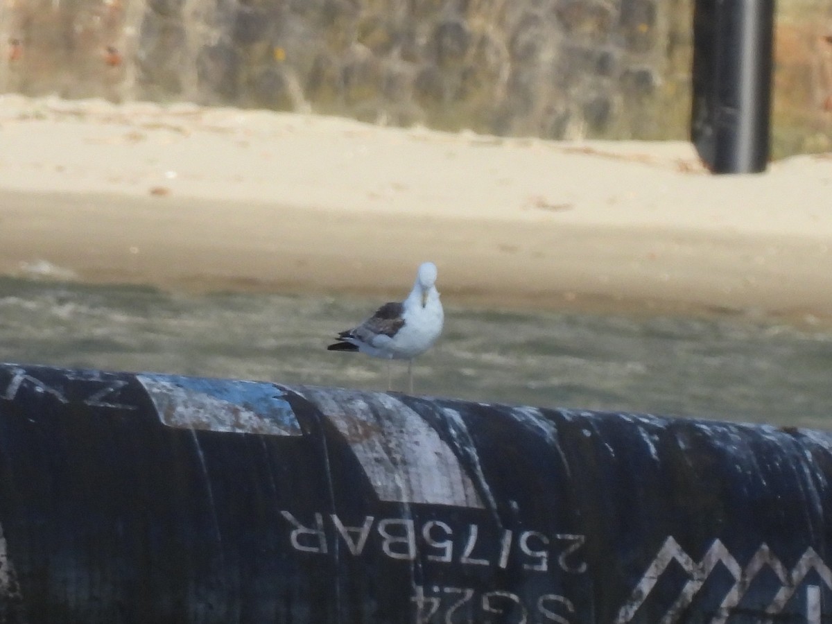 Common Gull - ML638189754