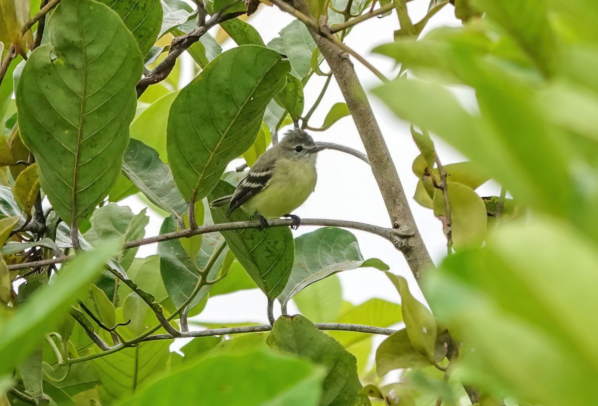 Southern Beardless-Tyrannulet - ML638189761