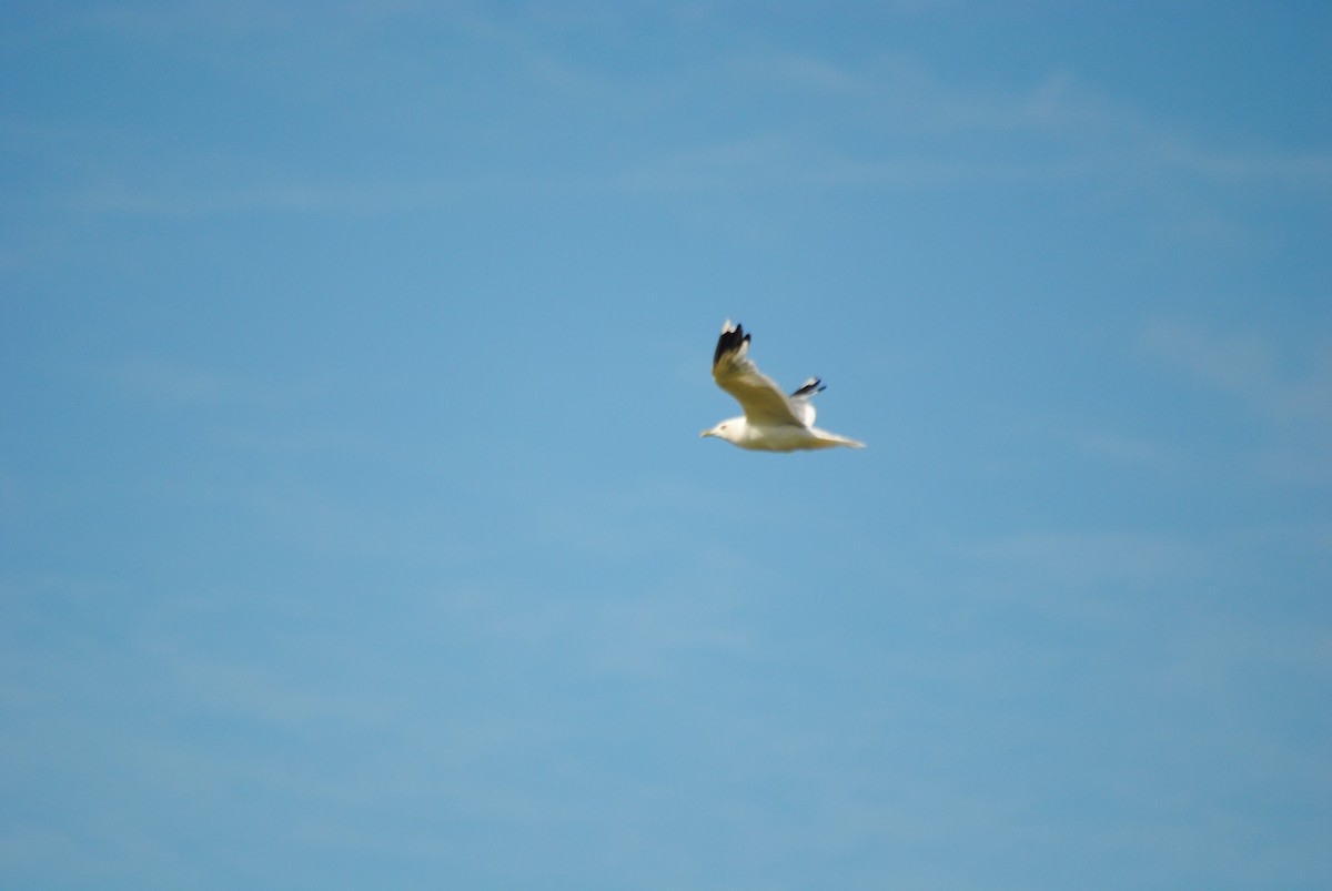 Common Gull - ML638189772