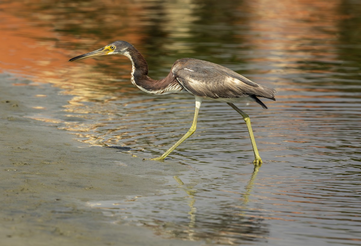 Tricolored Heron - ML638189773