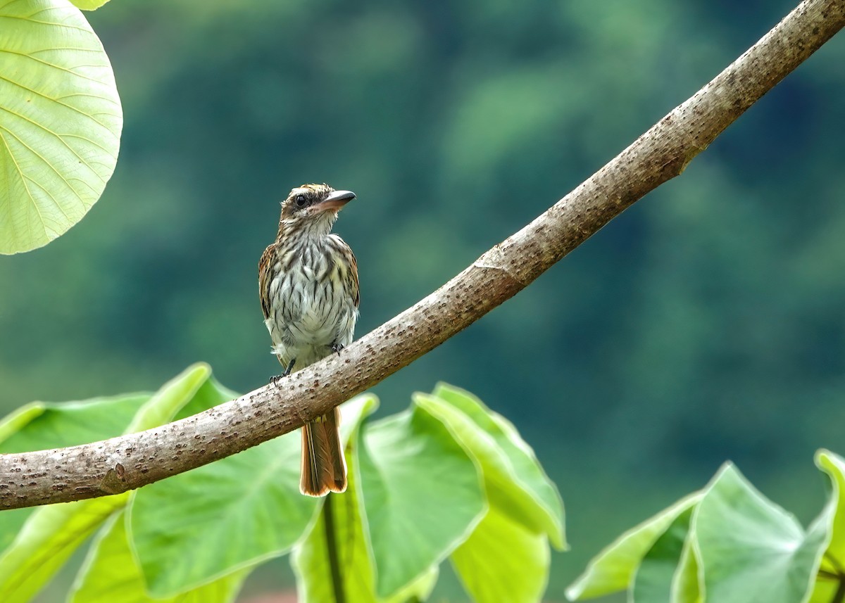 Streaked Flycatcher - ML638189774