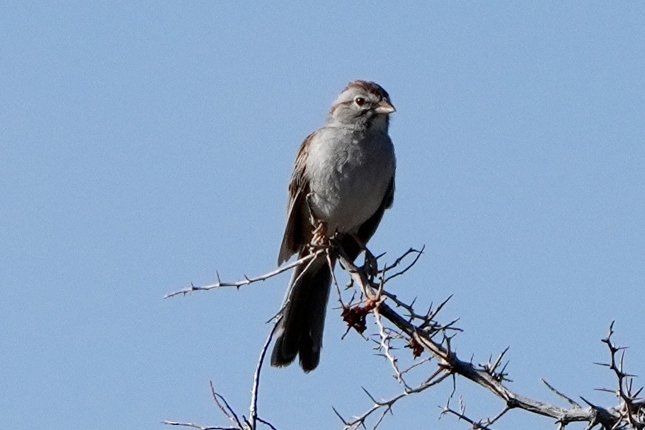 Rufous-winged Sparrow - ML638189777