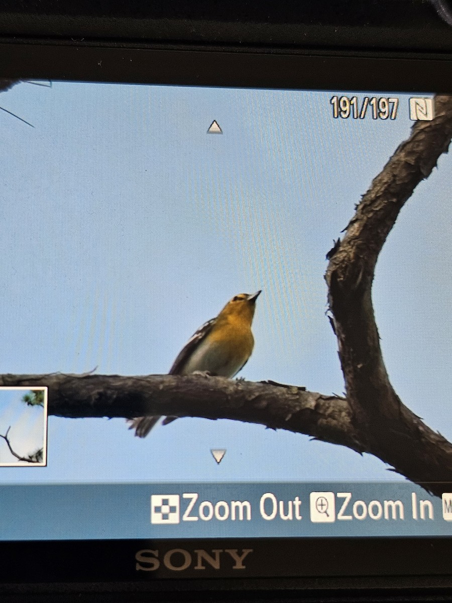 Yellow-throated Vireo - ML638189779