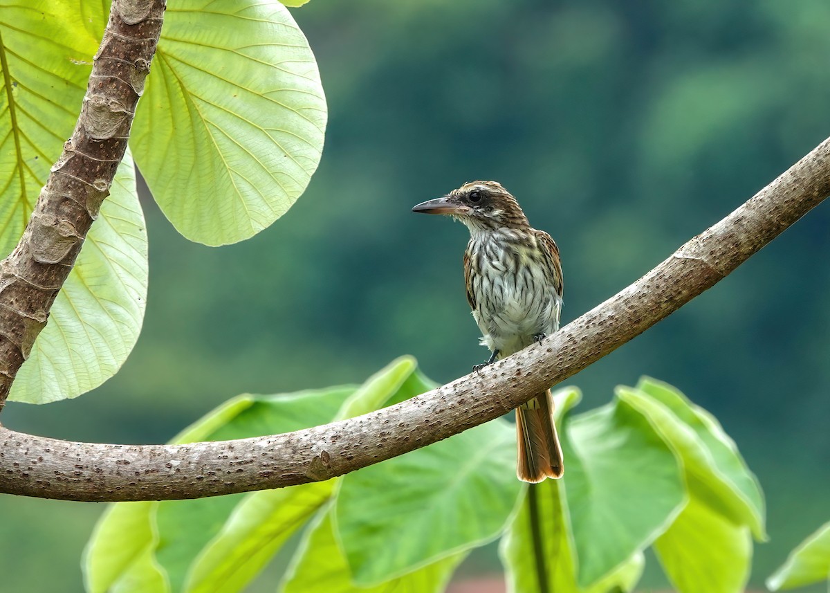 Streaked Flycatcher - ML638189780
