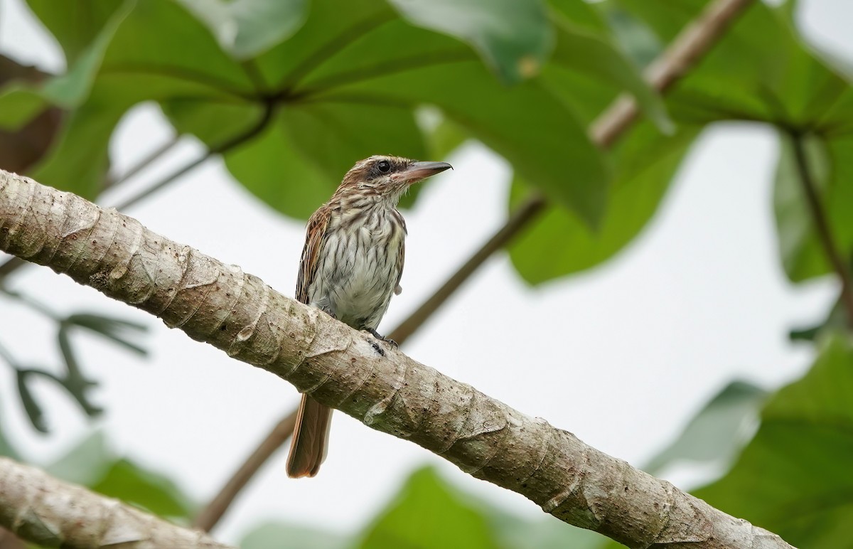 Streaked Flycatcher - ML638189783