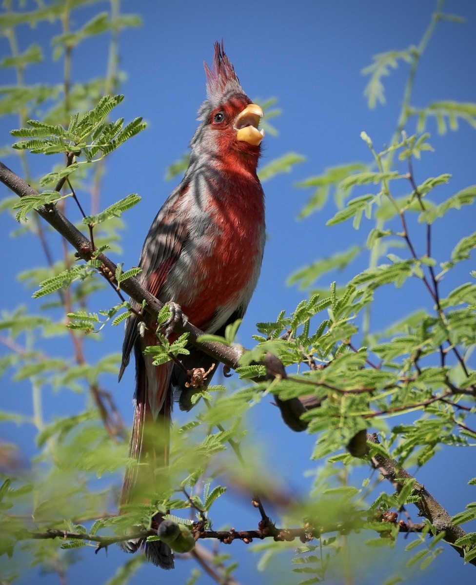 Pyrrhuloxia - ML638189791