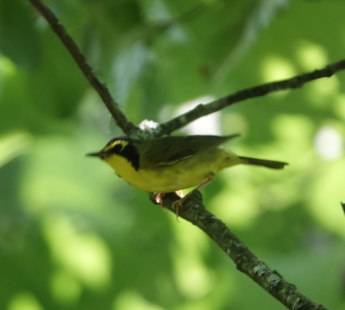 Kentucky Warbler - ML638189794