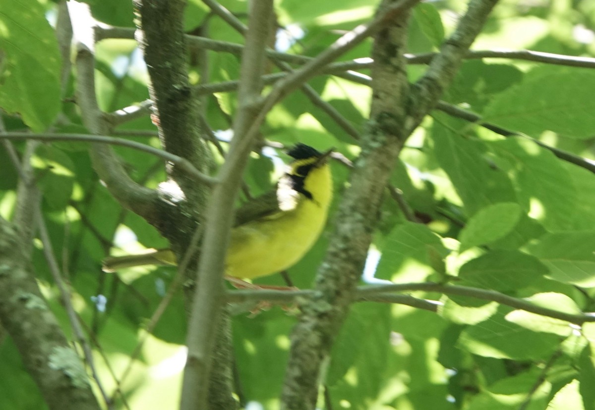 Kentucky Warbler - ML638189795