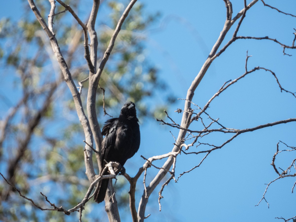 Austral Blackbird - ML638189799