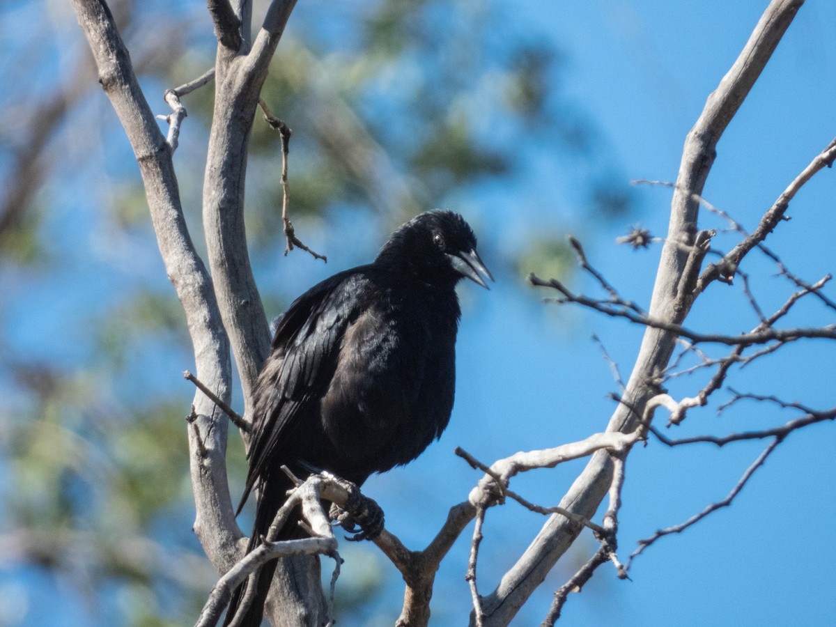 Austral Blackbird - ML638189800
