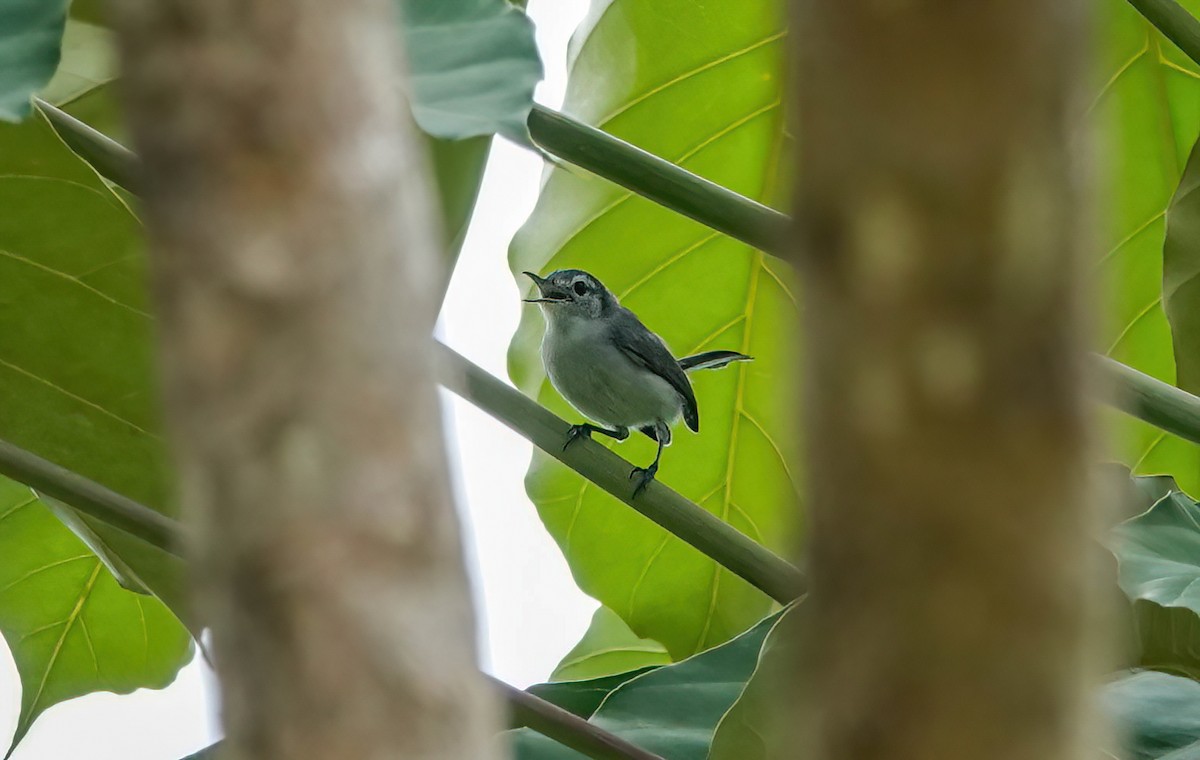 White-browed Gnatcatcher - ML638189822