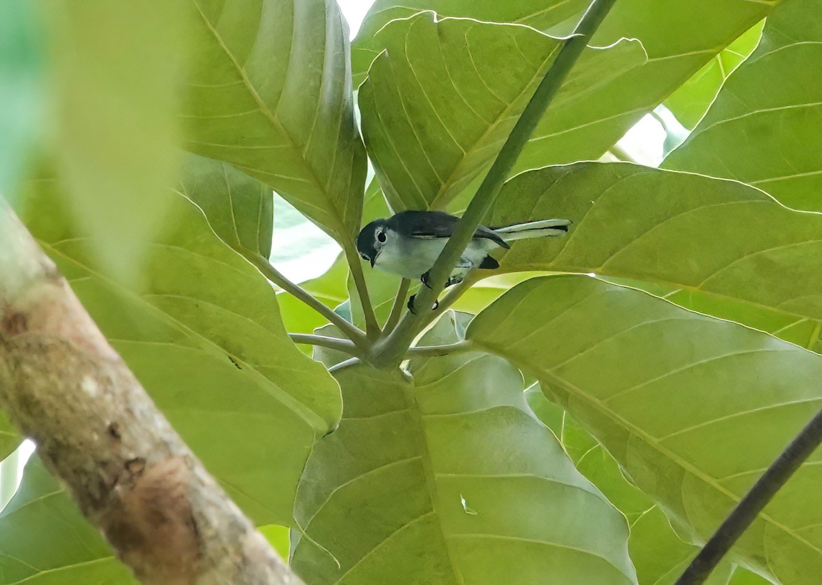 White-browed Gnatcatcher - ML638189842