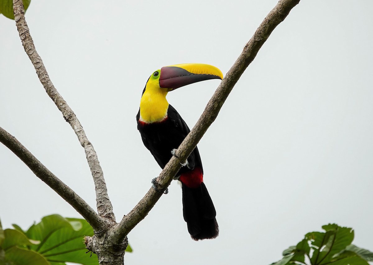 Yellow-throated Toucan - ML638189867
